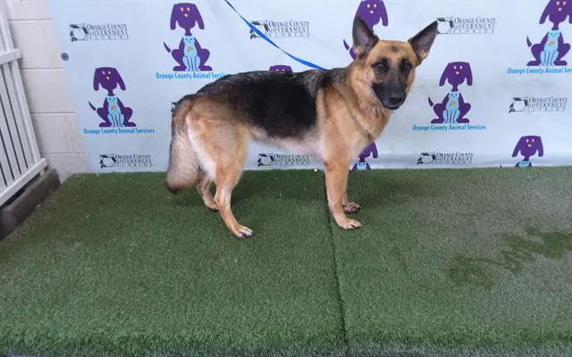Nova - German Shepherd Dog
