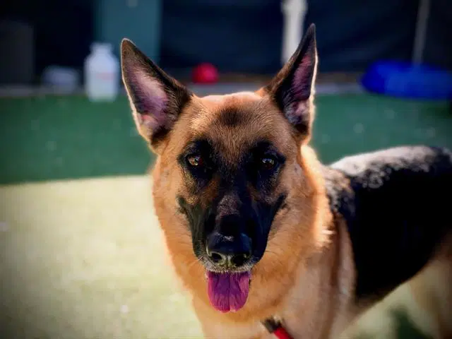 Nova - German Shepherd Dog