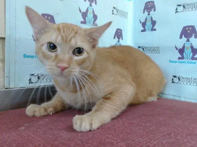 Cheese - Domestic Short Hair