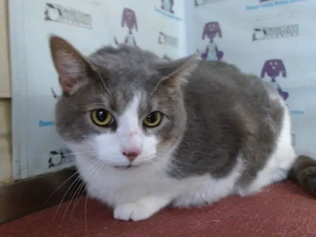 Sake - Domestic Short Hair