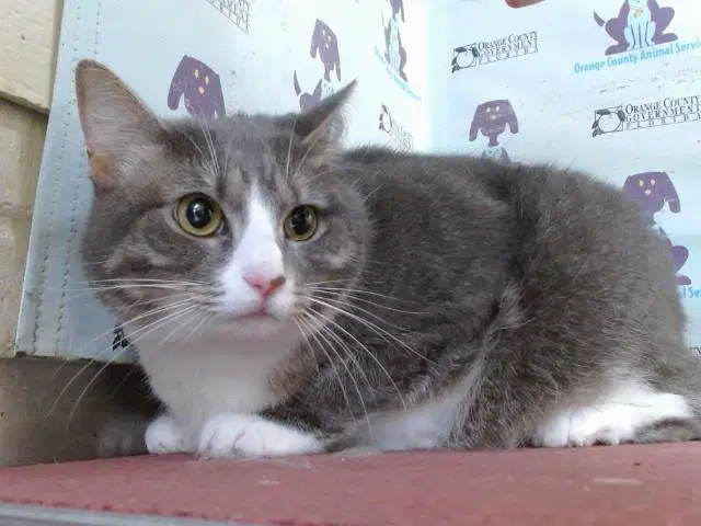 Saporo - Domestic Short Hair