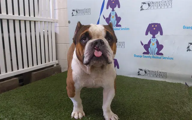 Charlie - American Bulldog
