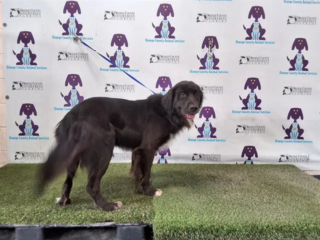 Blue - Flat-coated Retriever