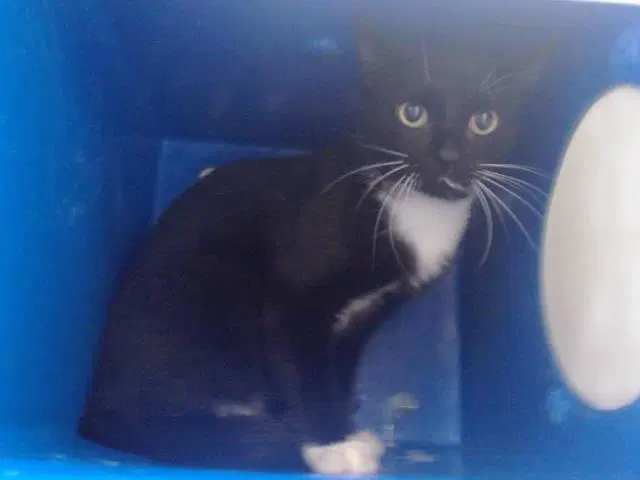 Unknown - Domestic Short Hair