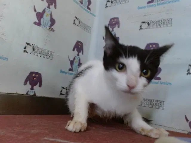 Domino - Domestic Short Hair