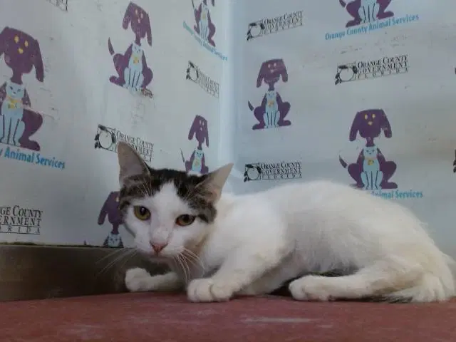 Gertie - Domestic Short Hair