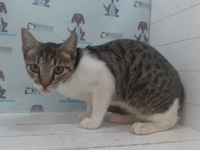 Shirley - Domestic Short Hair
