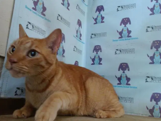 Naranja - Domestic Short Hair