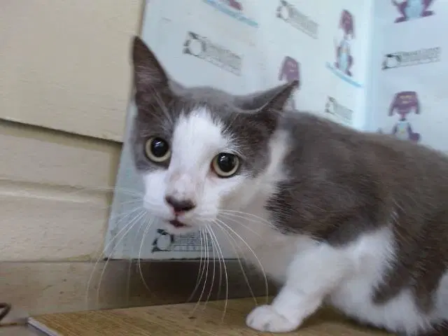 Merlin - Domestic Short Hair