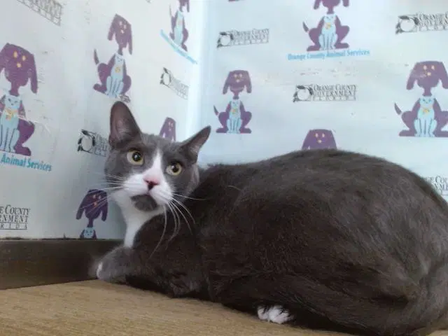 Lelalen - Domestic Short Hair