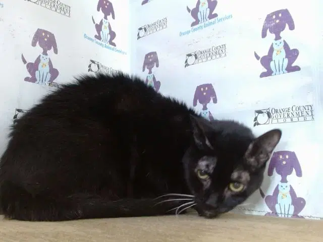 Monkey - Domestic Short Hair