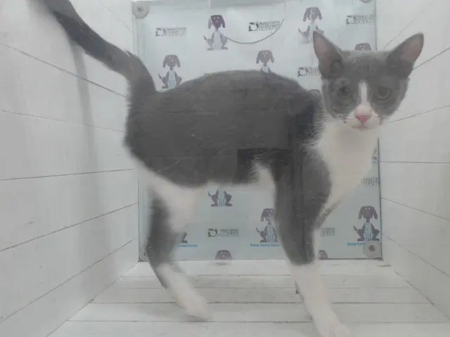 Biscuit - Domestic Short Hair
