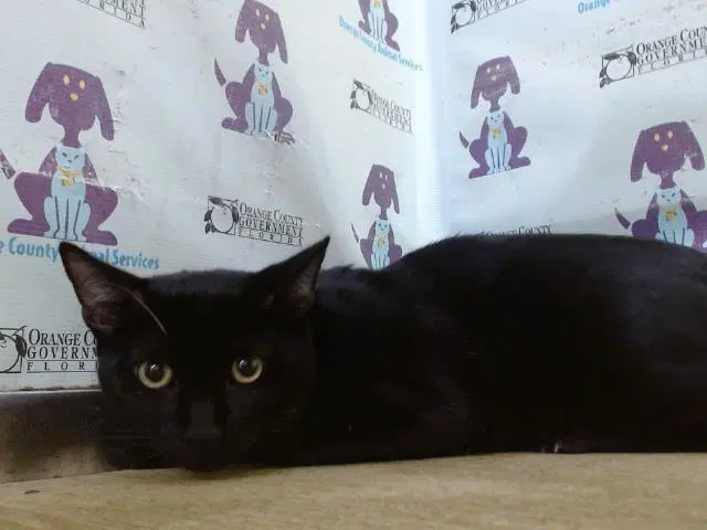 Shadow - Domestic Short Hair