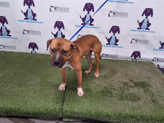 Striker - Boxer