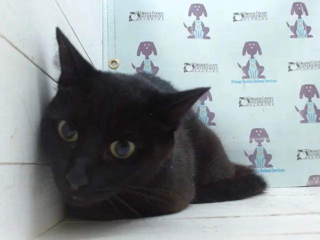 Ani - Domestic Short Hair