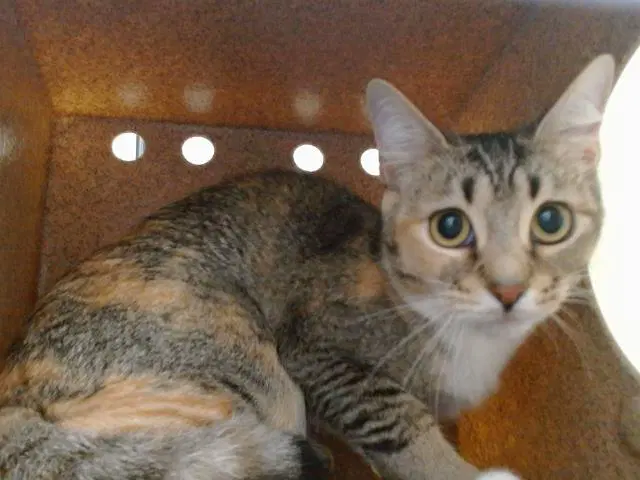 Didi - Domestic Short Hair