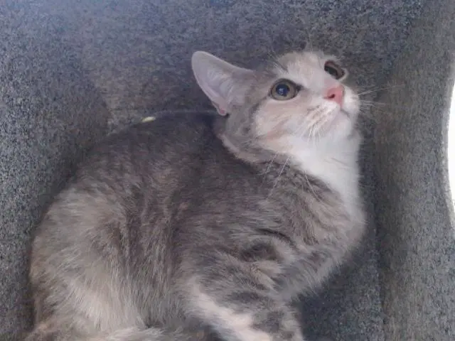 Tiger - Domestic Short Hair