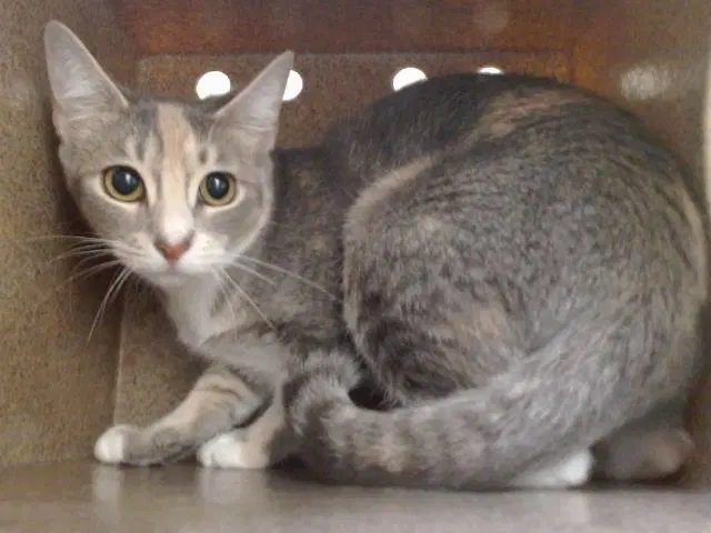 Lily - Domestic Short Hair