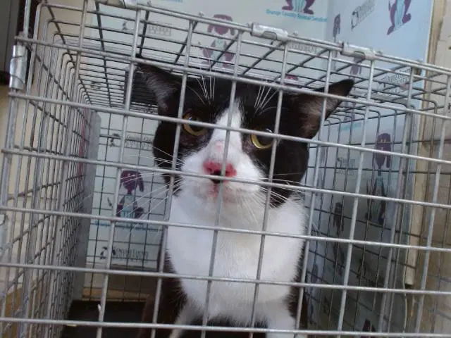 Oreo - Domestic Short Hair