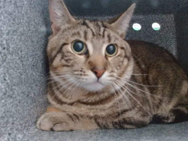 Sonny - Domestic Short Hair