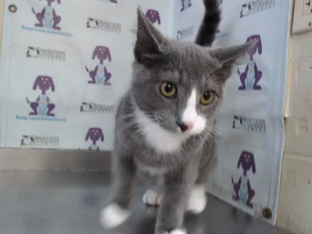 Sterling - Domestic Short Hair