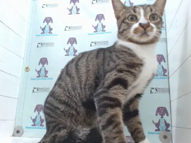 Catalina - Domestic Short Hair