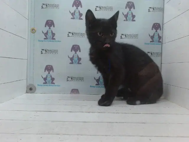 Unknown - Domestic Short Hair