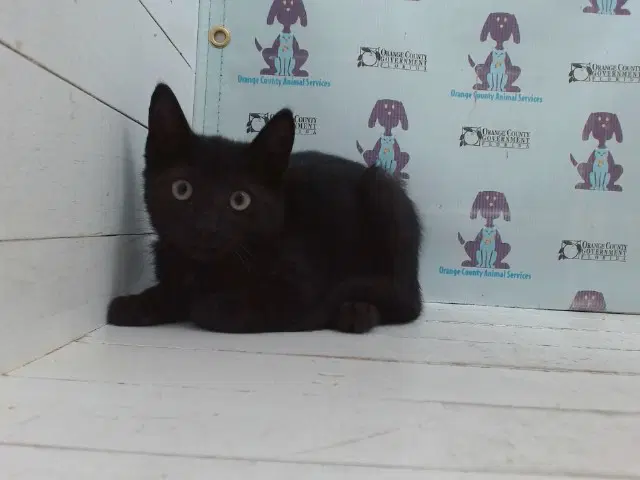 Unknown - Domestic Short Hair