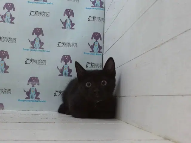 Unknown - Domestic Short Hair