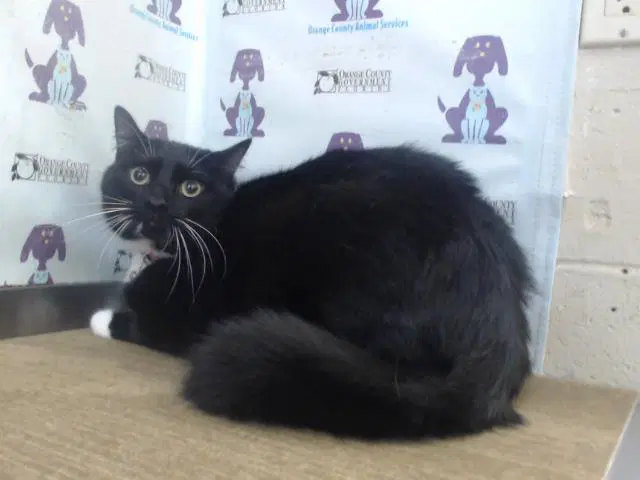 Motoki - Domestic Short Hair
