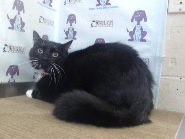 Motoki