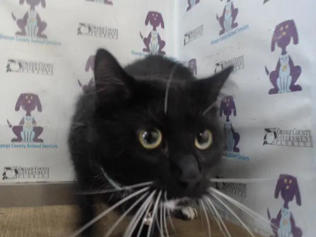 Tux - Domestic Short Hair