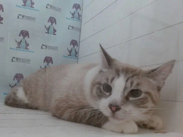 Snowball - Domestic Short Hair