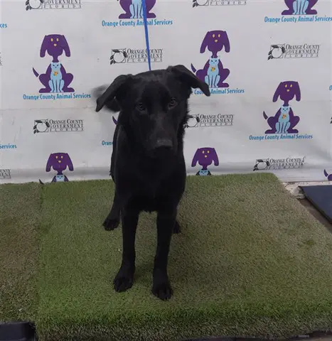 Oreo - Labrador Retriever