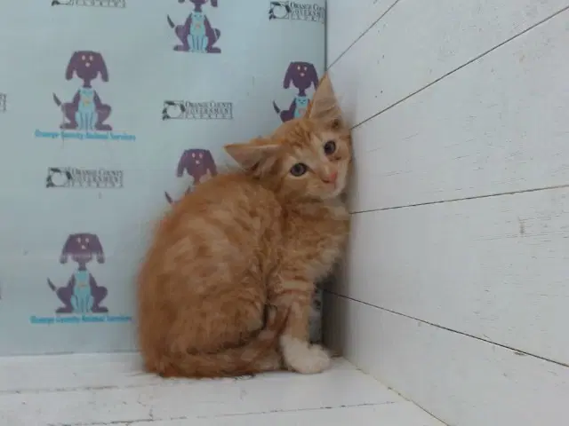 Ginger - Domestic Short Hair