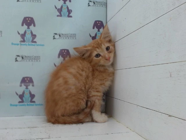 Ginger