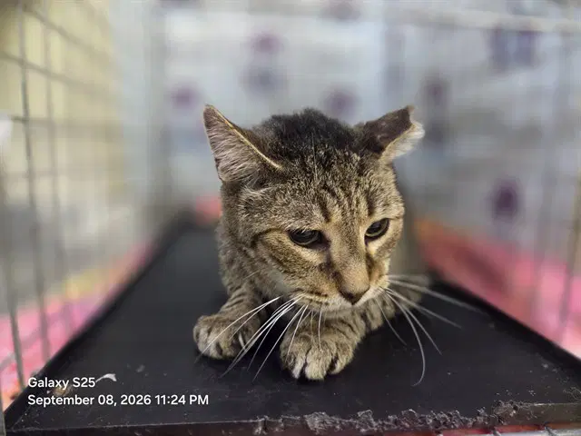 Samson - Domestic Short Hair