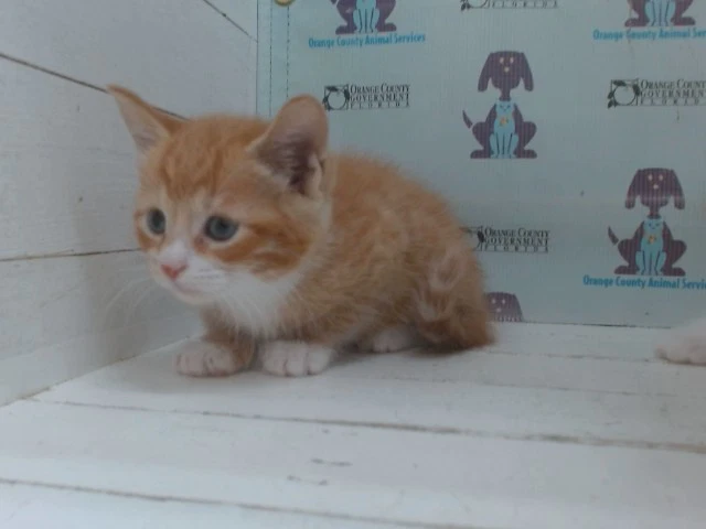 Leo