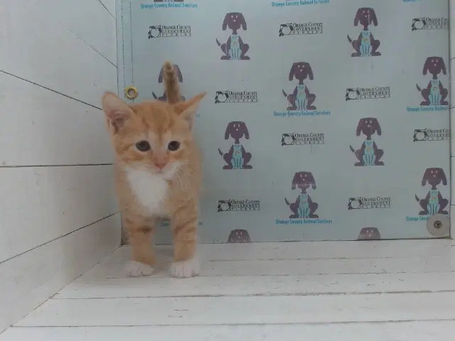 Aries - Domestic Short Hair