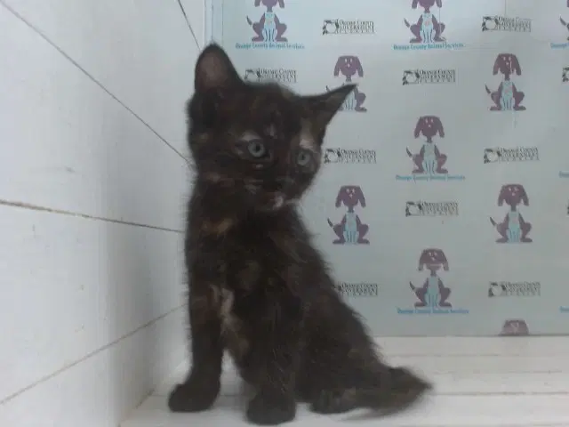 Virgo - Domestic Short Hair