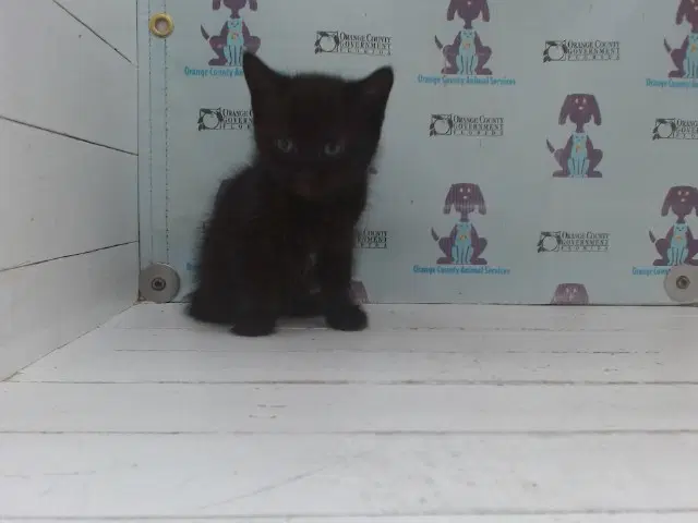 Gemini - Domestic Short Hair
