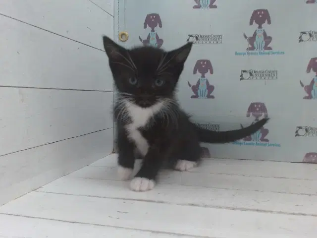 Taurus - Domestic Short Hair
