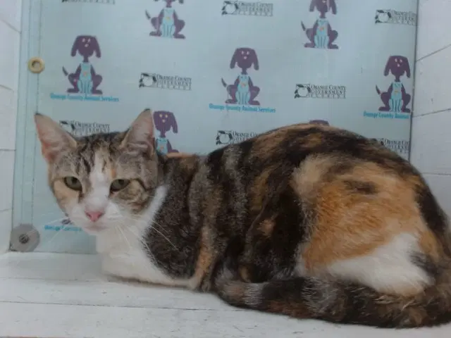 Gracie - Domestic Short Hair