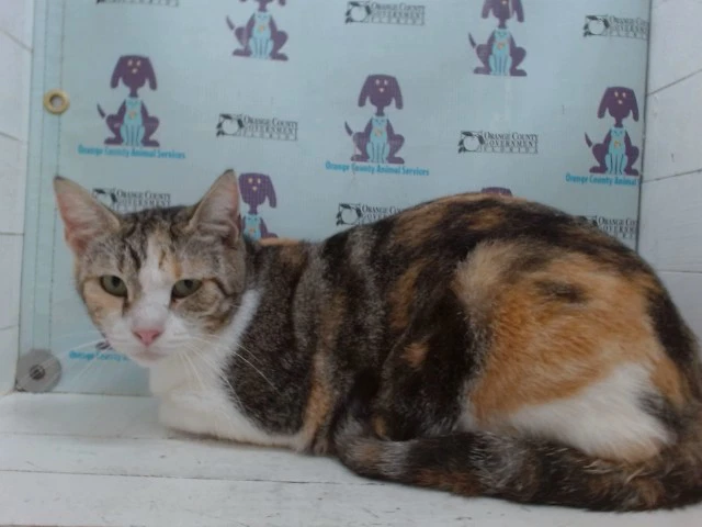 Gracie