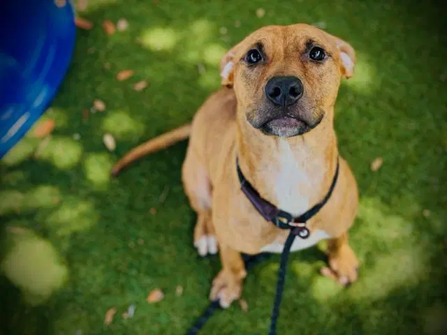 Koda - Pit Bull Terrier