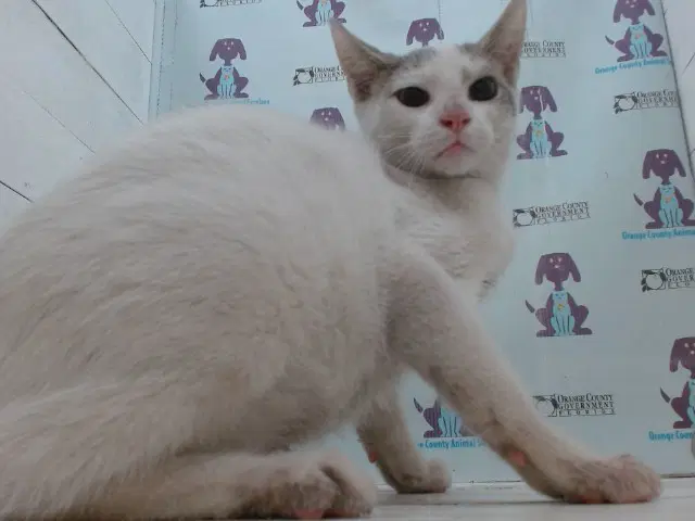 Unknown - Domestic Short Hair