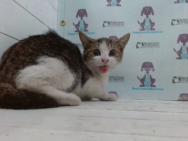 Unknown - Domestic Short Hair