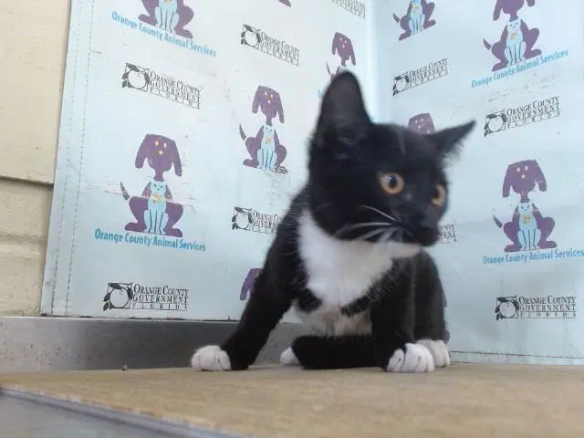 Night - Domestic Short Hair