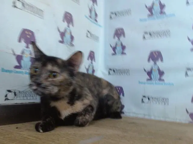 Kali - Domestic Short Hair