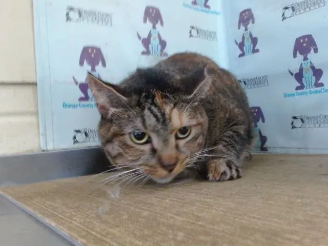Lucky - Domestic Short Hair